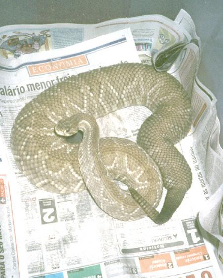 Crotalus durissus terrificus
