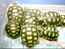 Geochelone carbonaria from South Brazil