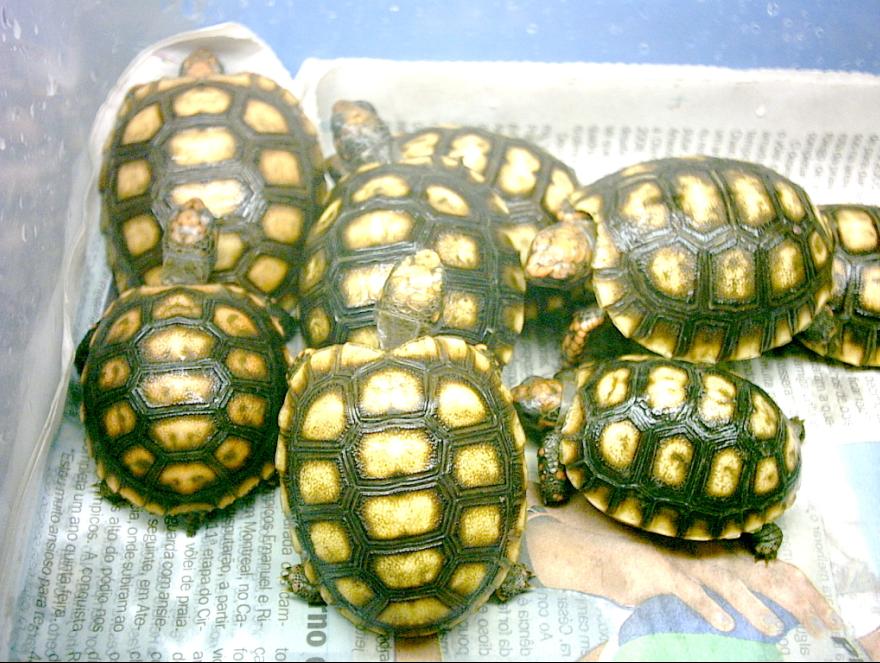 Geochelone carbonaria from South Brazil