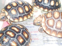 Geochelone carbonaria