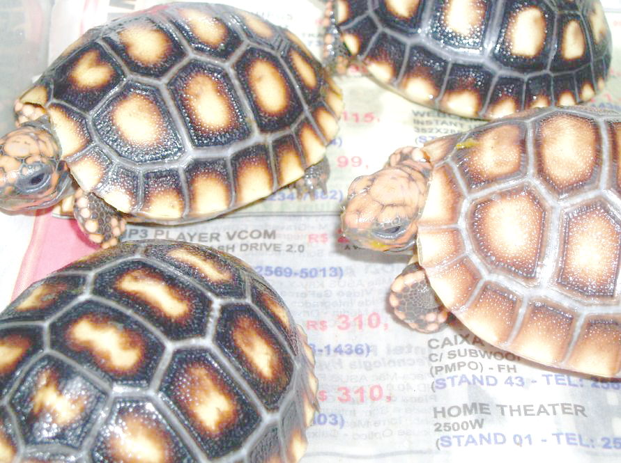Geochelone carbonaria