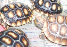 Geochelone carbonaria