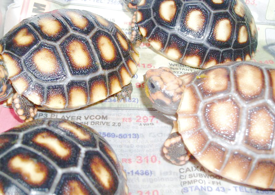 Geochelone carbonaria
