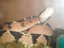 Lachesis muta rhombeata