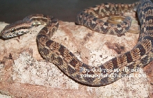 Tropidodryas sp. (Brazil)