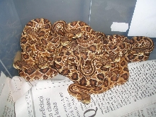 Crotalus durissus collilineatus Babies