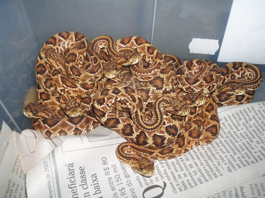 Crotalus durissus collilineatus Babies