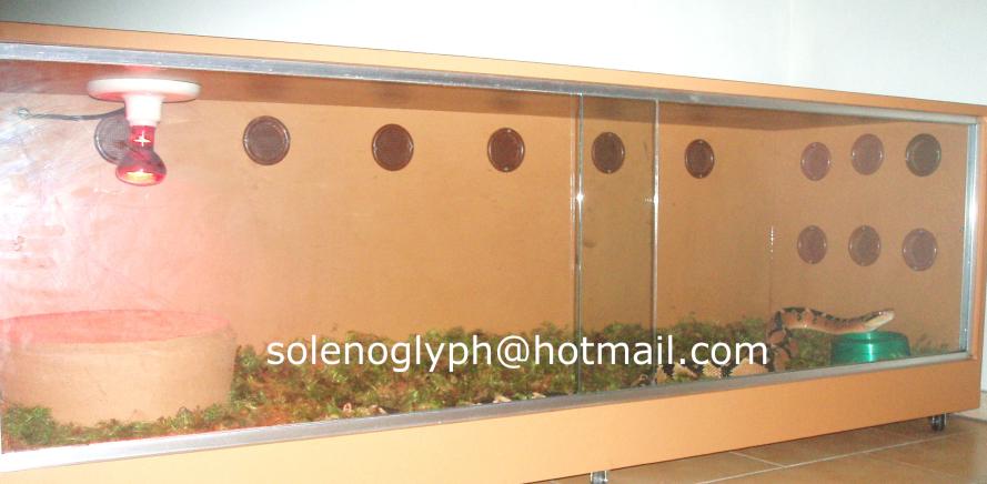 Lachesis Terrarium