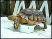 Indie G. Sulcata 3 years old