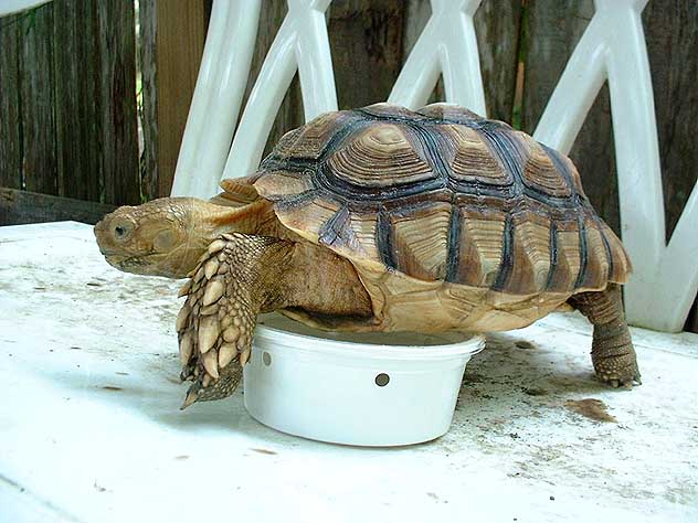 Indie G. Sulcata 3 years old