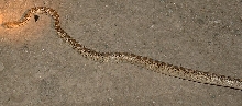 young gopher snake