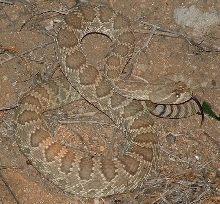 Mojave rattlesnake