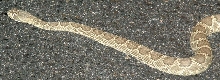 Mojave rattlesnake
