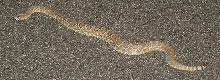 Mojave green rattlesnake