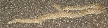 Mojave rattlesnake