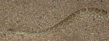 Green mojave rattlesnake
