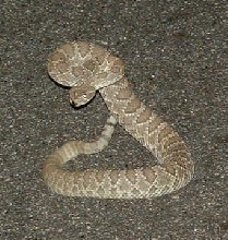 Mojave in strike position