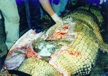 hungry crocodile