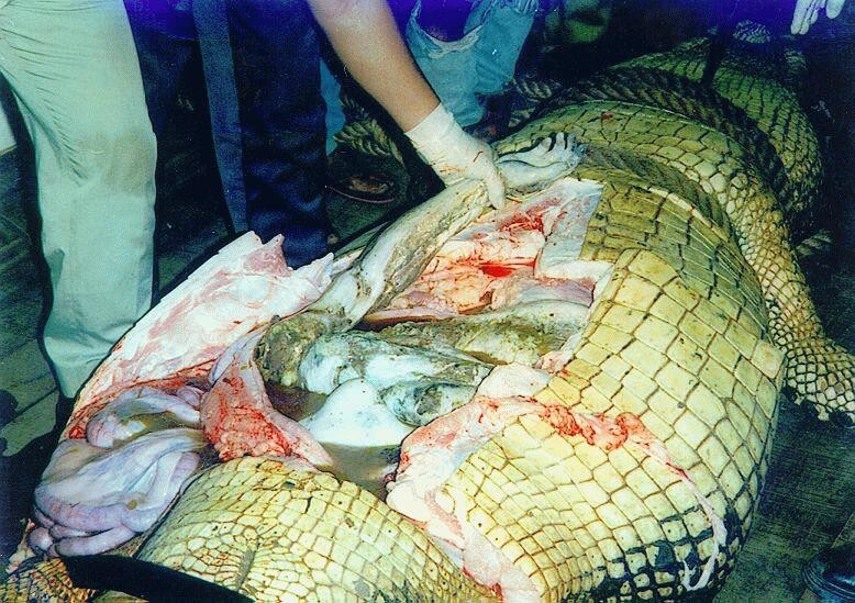hungry crocodile