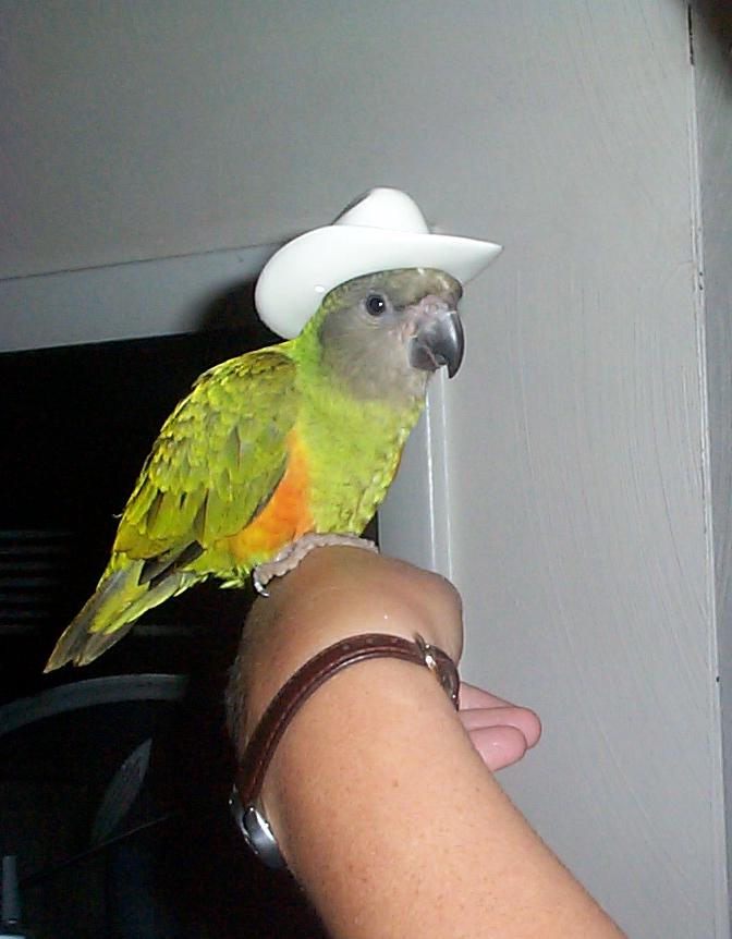 Howdy Partner