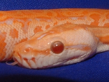 Albino lab