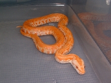 Albino lab