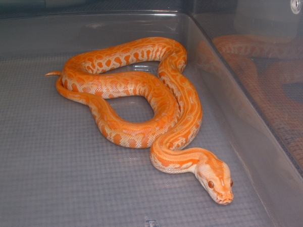 Albino lab