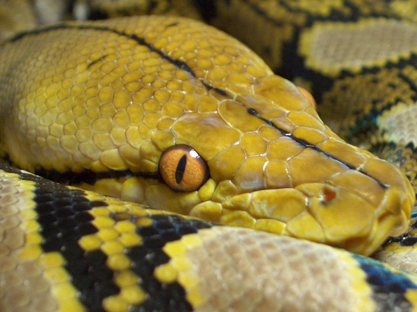 Yellow head retic