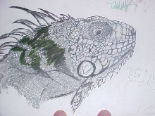 iguana drawing pen ink and pencil