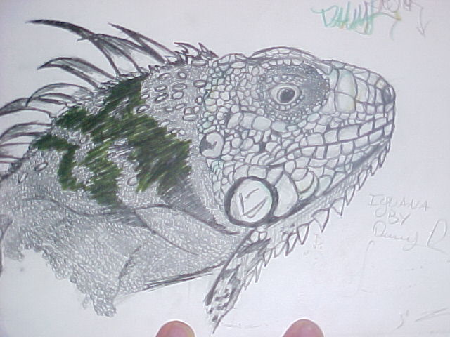 iguana drawing pen ink and pencil