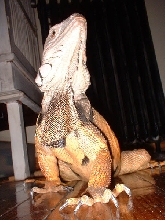 elliot thinking hes godzilla