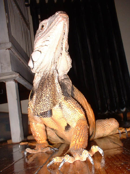 elliot thinking hes godzilla