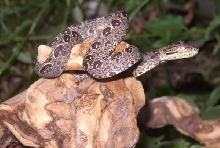 Pink Pattern Amazon Tree Boa