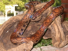 One of my new beauties -  A Female Brazilian Rainbow Boa