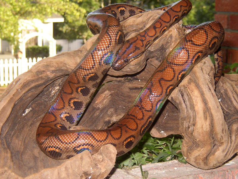 One of my new beauties -  A Female Brazilian Rainbow Boa