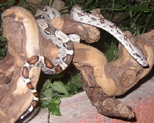 Male Het Albino Boa