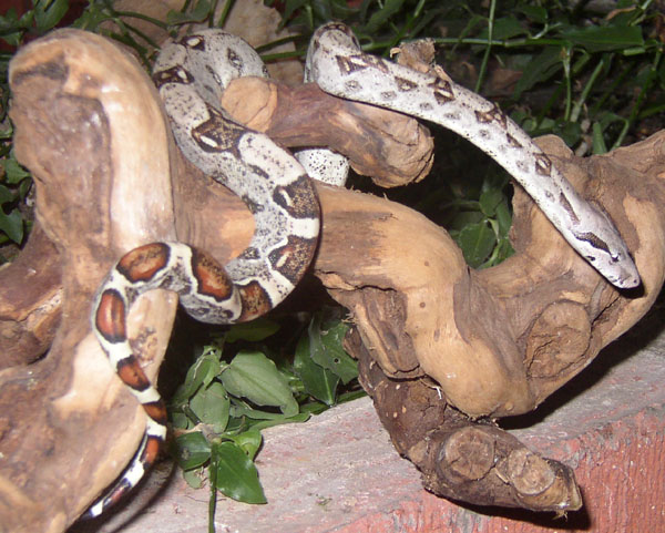 Male Het Albino Boa