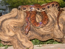 One of my new beauties -  A Male Brazilian Rainbow Boa