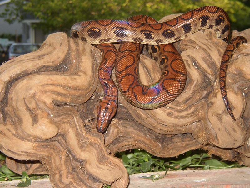 One of my new beauties -  A Male Brazilian Rainbow Boa