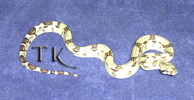 Het Albino Red Tail Boa!