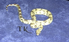 Het Albino Red Tail Boa!