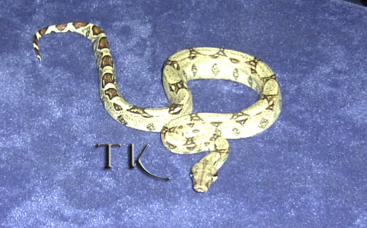 Het Albino Red Tail Boa!