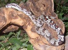 Female Het Albino Boa