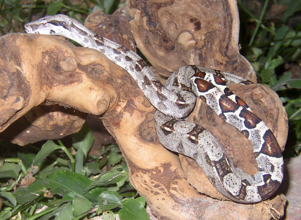Female Het Albino Boa