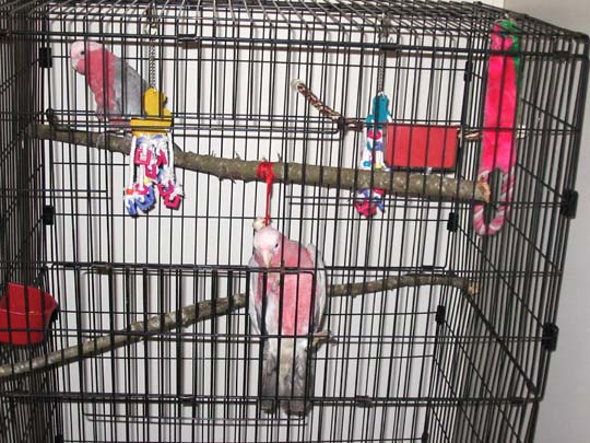 Rocco & Daisy in their new home  1st day
