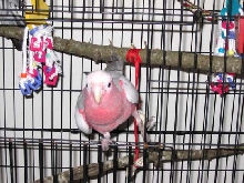 Rocco finding an open cage door for the first time