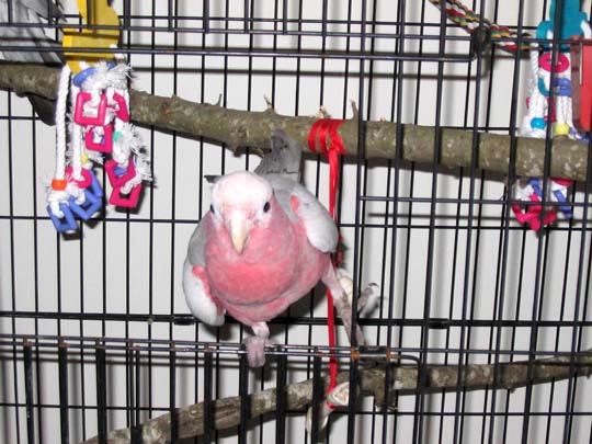 Rocco finding an open cage door for the first time