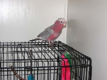 Rocco checking out his new digs