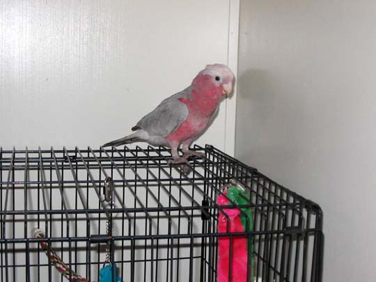 Rocco checking out his new digs