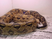 Anery Female